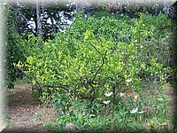 kykladen2006 140.jpg